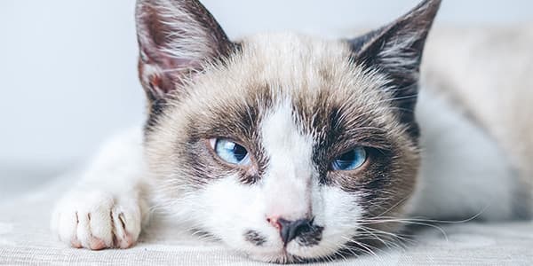 Kedinizin Geceleri Miyavlamasının Nedenleri