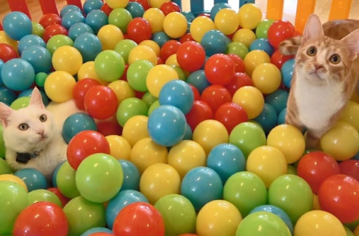 Kedinizin Ne Kadar Egzersize İhtiyacı Var?