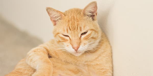 Kendini Çok Tımar Eden Kediler