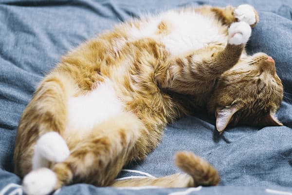 Kısırlaştırılmış Kediye Normal Mama Verilir mi?