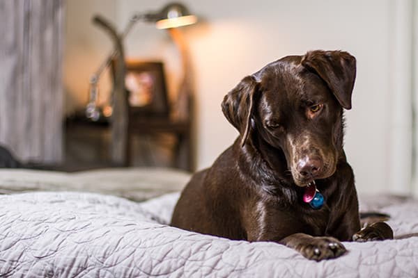 Köpeğim Neden Çok Su İçiyor?