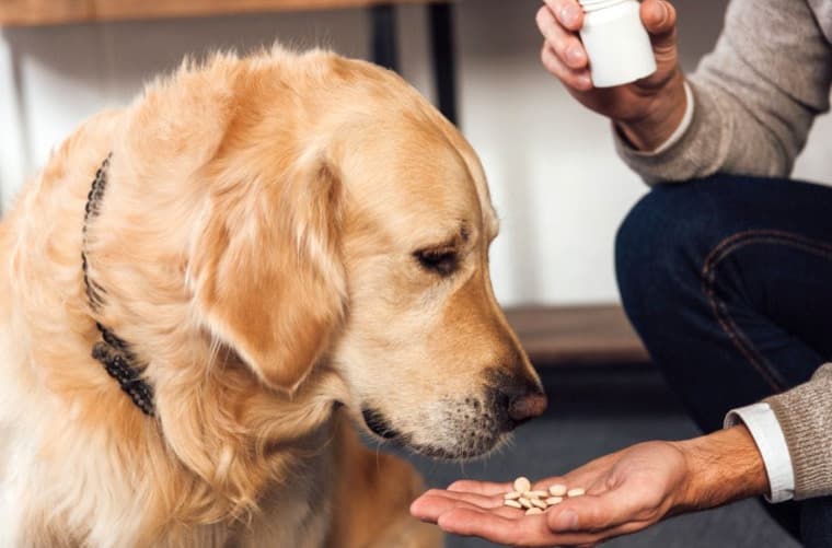 Köpeğinize Hap Vermeyi Kolaylaştırmanın 7 Yolu
