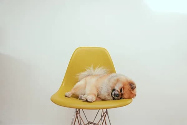 Köpeğinizi Pire ve Kenelerden Korumanın Yolları