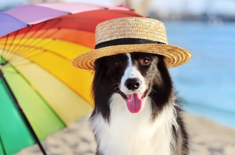 Köpeğinizin Aşırı Isındığını Gösteren İşaretler