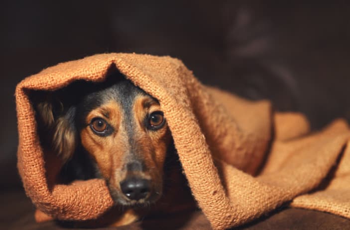 Köpeğinizin Kaygı ve Stresle Savaşmasına Yardımcı Olmak