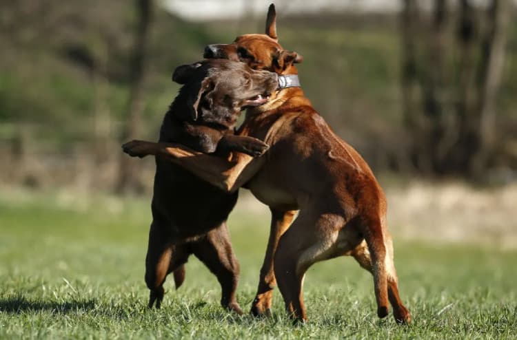 Köpek Kavgası Nasıl Ayrılır?