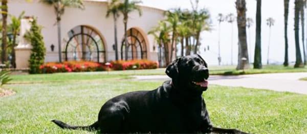 Köpek Oteli Nedir? Neden Kullanılır?