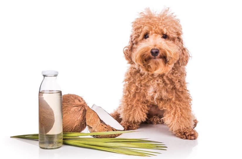 Köpek Yaralarına En Pratik Çözüm: Hindistan Cevizi Yağı