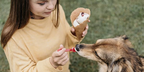 Köpekler Dondurma Yiyebilir mi?