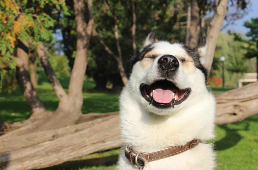 Köpekler Gülümser Mi?