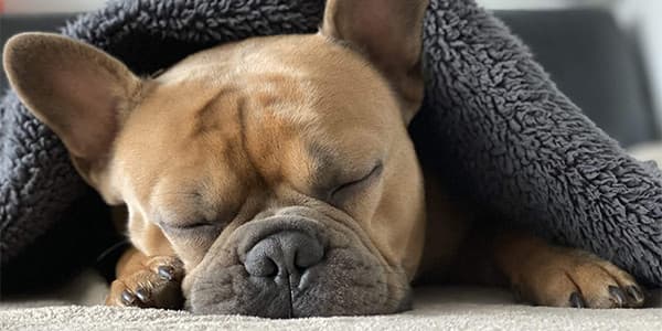 Köpekler Neden Çok Uyur?