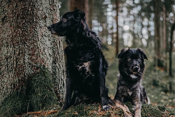 Köpekler Panik Atak Olabilir mi?