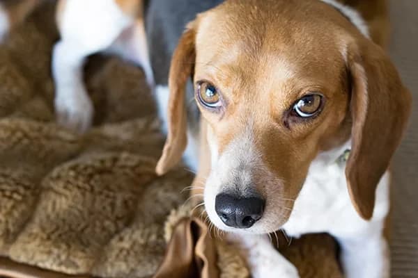 Köpeklerde Aşırı Çiş Yapma