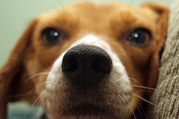 Köpeklerde Epilepsi Nedenleri ve Tedavisi