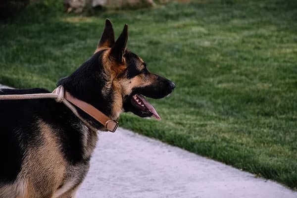Köpeklerde Plevral Efüzyon Sorunu ve Nedenleri Nelerdir?