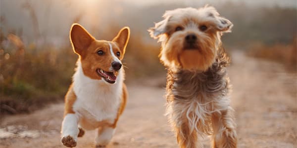 Köpeklerde Saldırganlık Nasıl Çözülür?