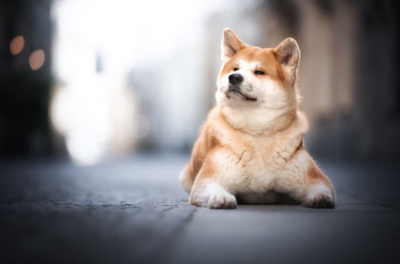 Köpeklerin Kullandığı 5 Ana İletişim Yöntemi Nedir?