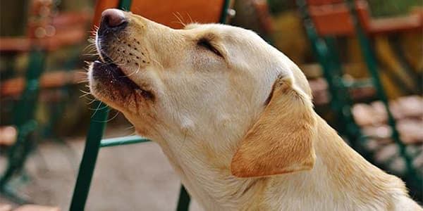 Köpeklerin sürekli ulumasının nedenleri nelerdir?