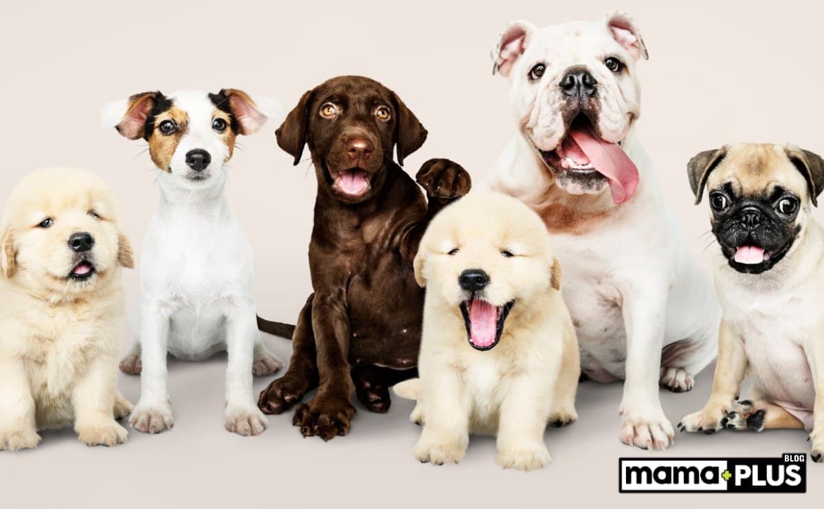 Küçük Köpek Irkları İçin Mama Tavsiyesi