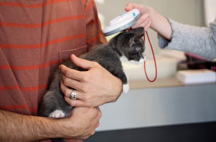 Mikroçipler Evcil Hayvanınızı Nasıl Korur?