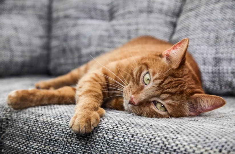 Neden Keskin Sesler Kedilerde Nöbetlere Neden Olabilir?