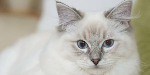 Ragdoll Kedisi Özellikleri, Bakımı ve Hastalıkları ?