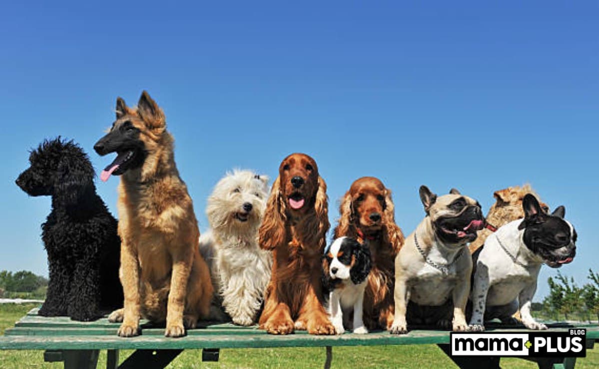 Safkan Köpek Irkları İçin Mama Tavsiyesi