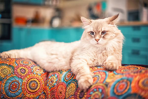 Singapura Kedisi Özellikleri, Bakımı, Beslenmesi ve Eğitimi