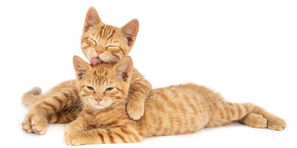 Taurin: Kedinizin Sağlığı İçin Gerekli Amino Asit