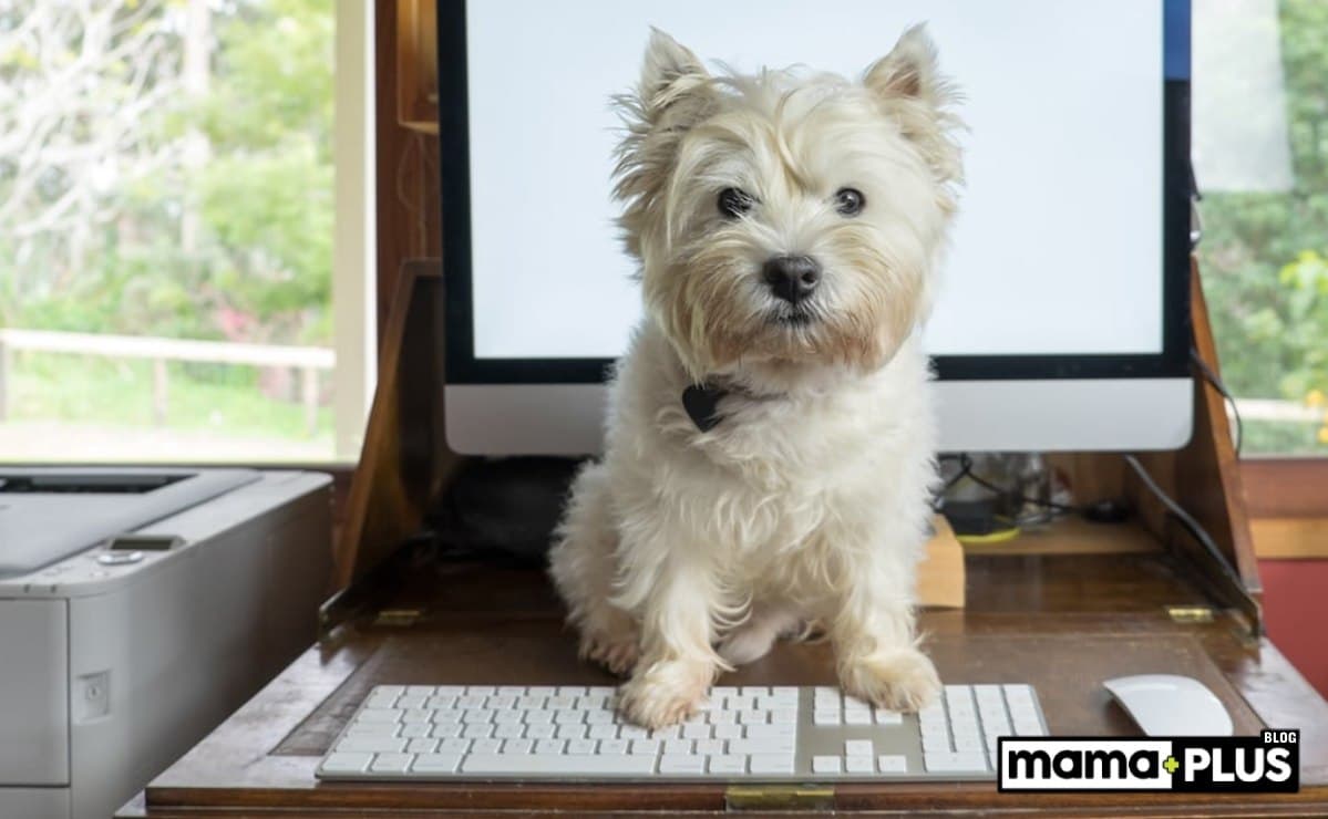 Terrier Köpek Irkları İçin Mama Tavsiyesi