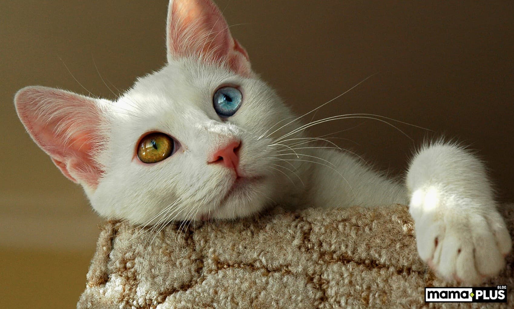 Kedilerin sık sergilediği 6 davranış