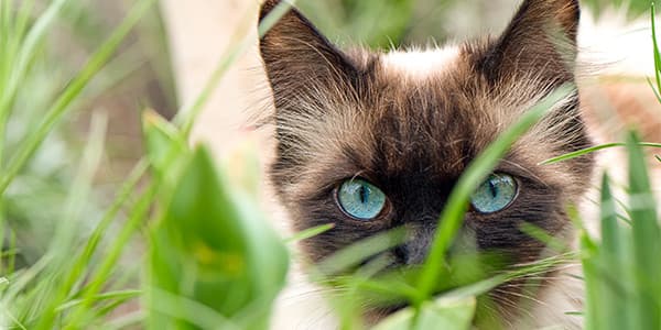 Utangaç veya Korkan Kediler