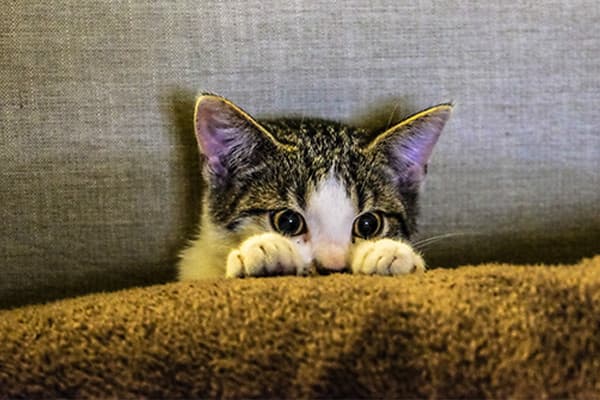 Yavru Kedi Gelişimi ve Bakımı