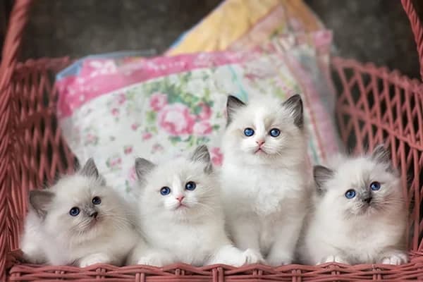 Yavru Kediler İçin Beslenme Önerileri