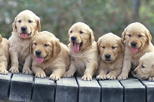 Yavru Köpek Eğitimi Hakkında Bilinmesi Gerekenler