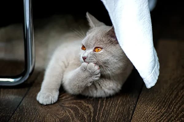 Yaz Sıcakları ve Kedilere Etkisi