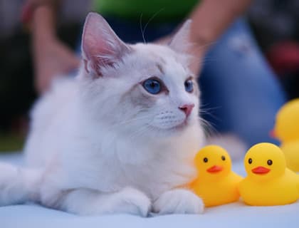 Kedilerde İç Parazitler