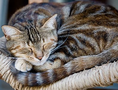 Kedilerde İdrar İşaretlemesi