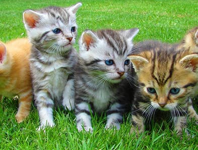 Kedilerde Pire ve Kene Nasıl Temizlenir?