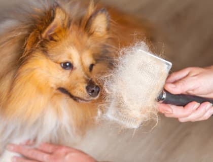 Köpekler Neden Tüy Döker?