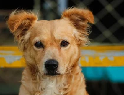 Yüzmeyi Seven Köpek Irkları