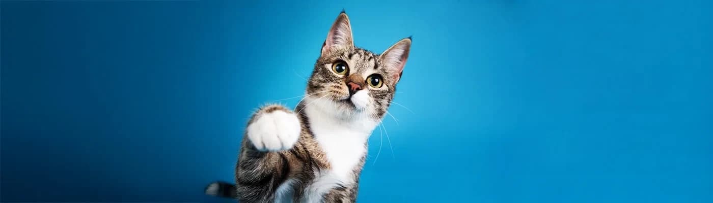 Seçici Kediler Neden Mama Beğenmez? Çözümü Beslenmede Gizli - Eğer kediniz mama kabının yanına gelip sizi bir süre süzüyor, kokluyor, sonra arkasını dönüp gidiyorsa… Yalnız değilsiniz.