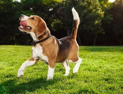 Seçici Köpeklerde Doğru Beslenme Nasıl Olmalı?