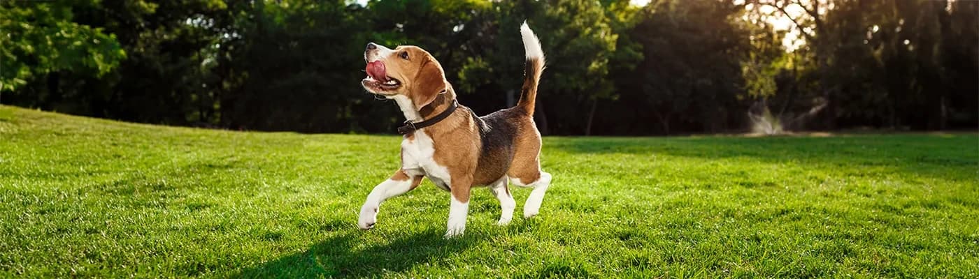 Seçici Köpeklerde Doğru Beslenme Nasıl Olmalı?