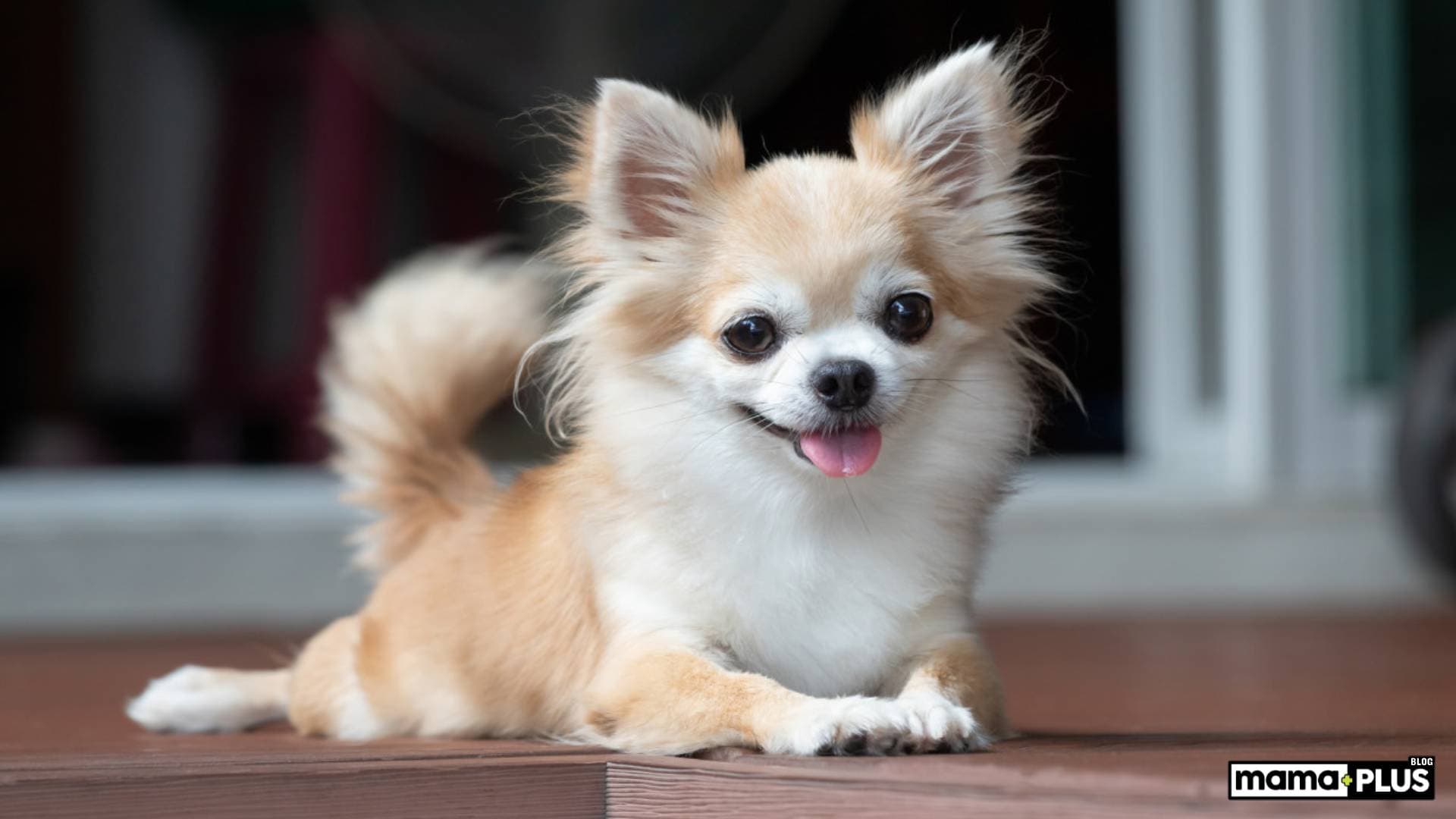 Chihuahua Köpek Irkı Özellikleri, Bakımı, Beslenmesi ve Eğitimi