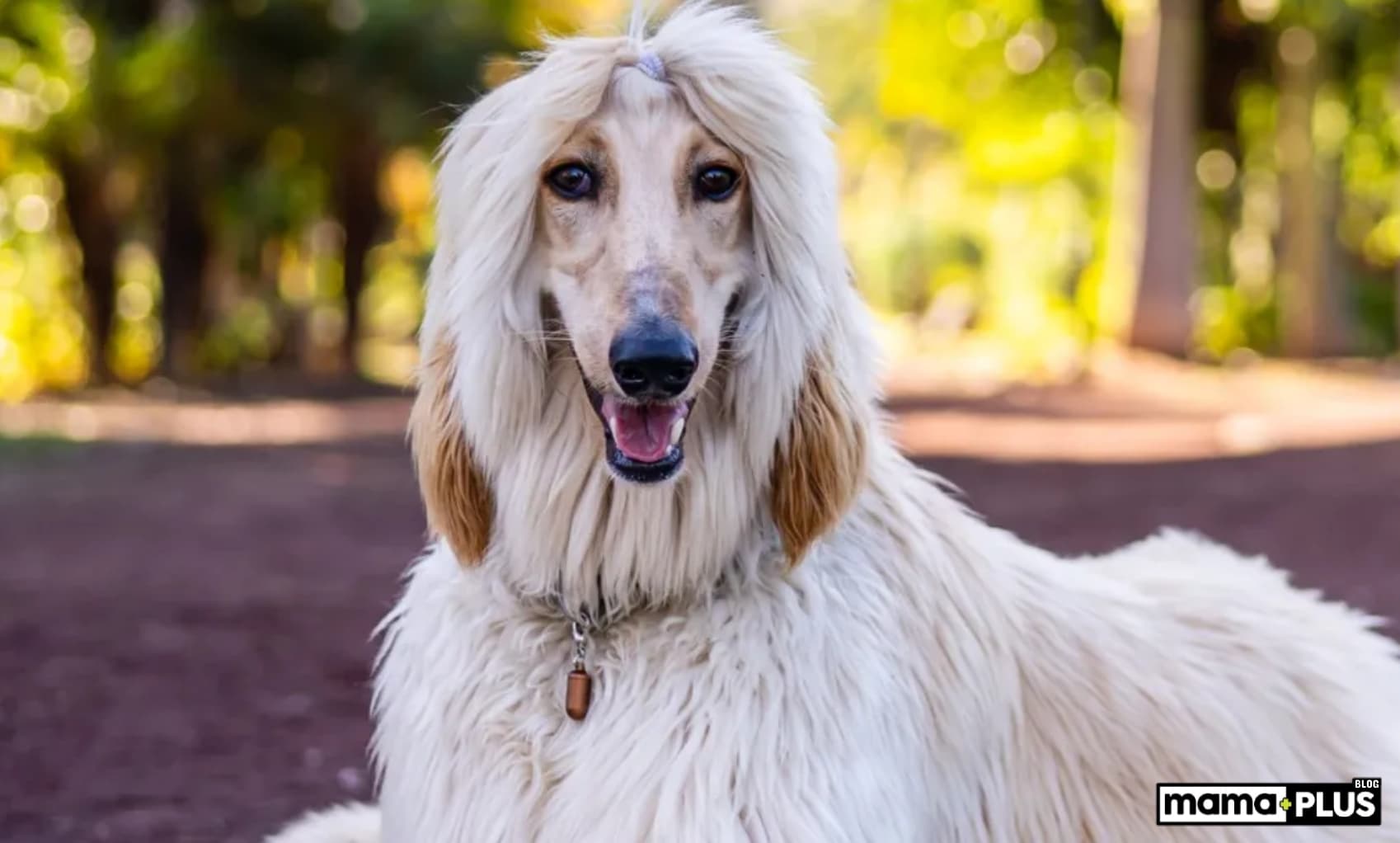 Afgan Tazısı (Afghan Hound) Irkı Özellikleri, Bakımı, Beslenmesi ve Eğitimi