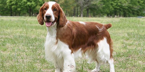 İngiliz Springer Spaniel Özellikleri, Bakımı, Beslenmesi ve Eğitimi