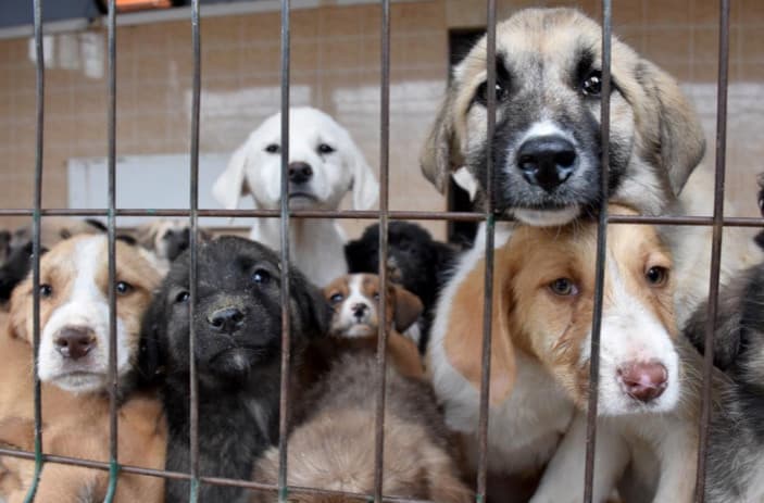 Barınaklardaki Patili Dostlarımız İçin: Mercy!