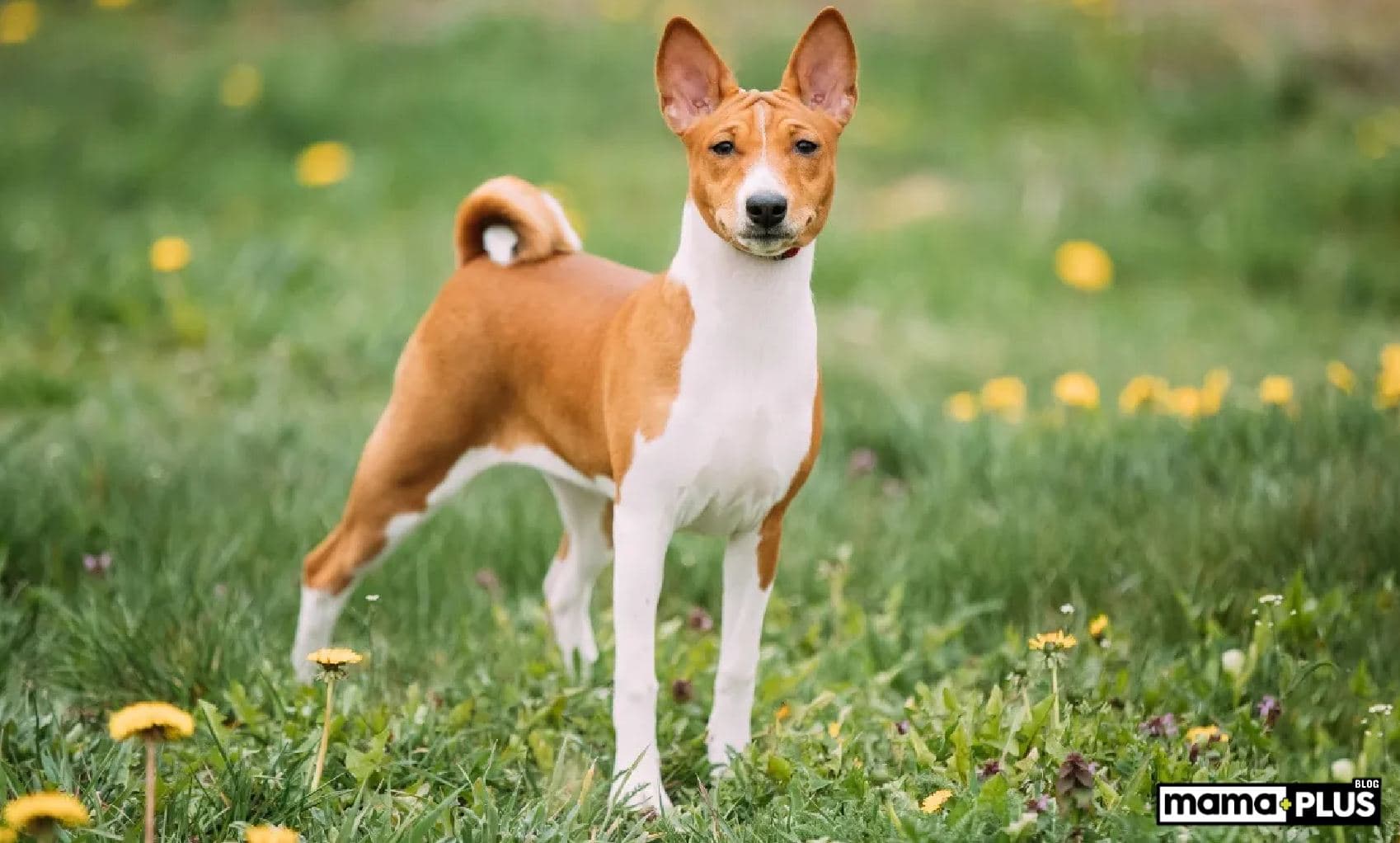 Basenji Köpek Irkı Özellikleri, Bakımı, Beslenmesi ve Eğitimi