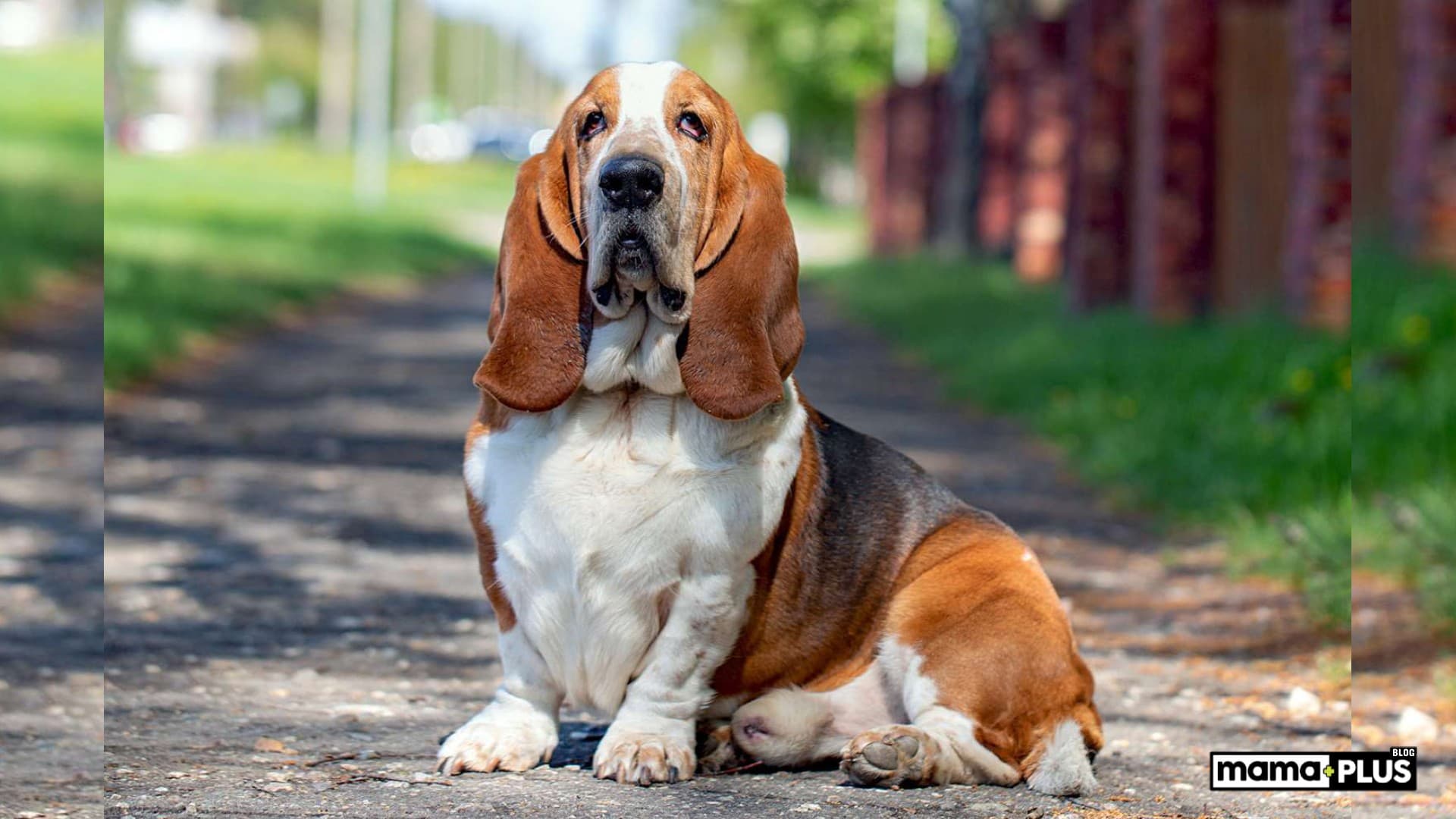Basset Hound Köpek Irkı Özellikleri, Bakımı, Beslenmesi ve Eğitimi